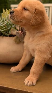 Golden Retrievers ready for Home Soon! - Photo 6