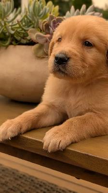 Golden Retrievers ready for Home Soon! - Photo 7