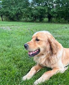 Golden Retrievers ready for Home Soon! - Photo 9