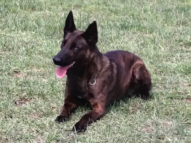 Dutch Shepherd protection female