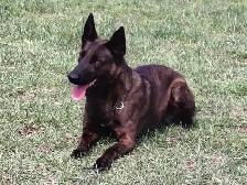 Dutch Shepherd protection female