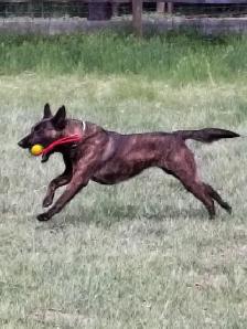 Dutch Shepherd protection female - Photo 2
