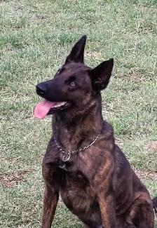 Dutch Shepherd protection female - Photo 3