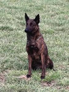Dutch Shepherd protection female - Photo 4
