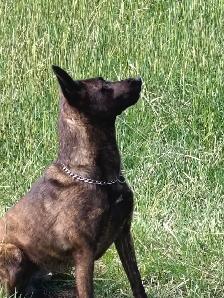 Dutch Shepherd protection female - Photo 5