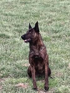 Dutch Shepherd protection female - Photo 6