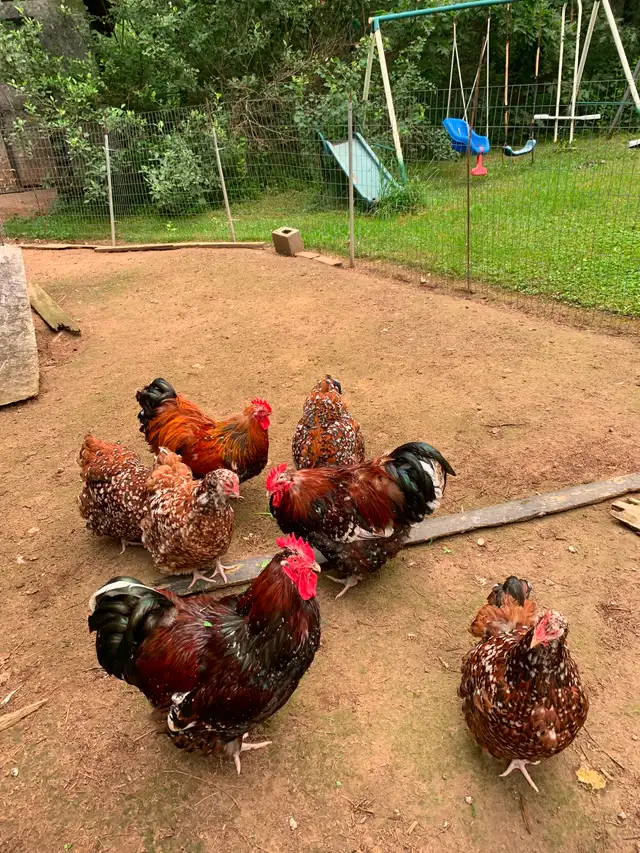 Free chickens