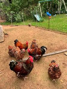 Free chickens