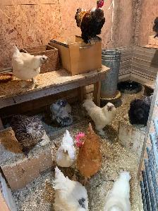 Free chickens - Photo 2