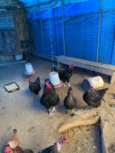 Free chickens - Photo 3