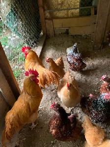 Free chickens - Photo 4