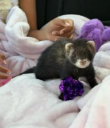 Beautiful 3 Month Old Female Ferret   Full Setup