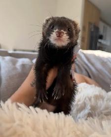 Beautiful 3 Month Old Female Ferret   Full Setup - Photo 3