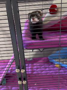 Beautiful 3 Month Old Female Ferret   Full Setup - Photo 4