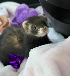 baby ferret & full set up! - Photo 2