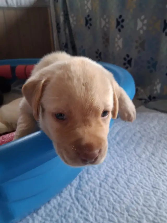 Chocolate and White Chocolate Labs for sale