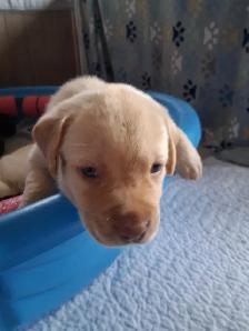 Chocolate and White Chocolate Labs for sale