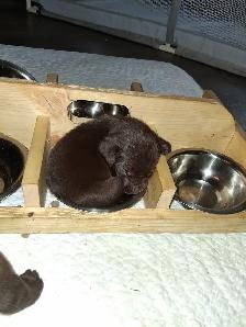 Chocolate and White Chocolate Labs for sale - Photo 2