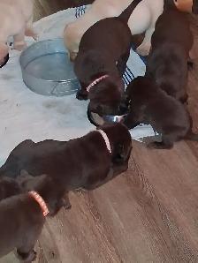 Chocolate and White Chocolate Labs for sale - Photo 3