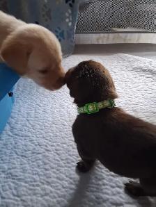 Chocolate and White Chocolate Labs for sale - Photo 4