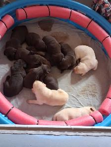 Chocolate and White Chocolate Labs for sale - Photo 5