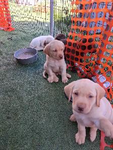 Chocolate and White Chocolate Labs for sale - Photo 6