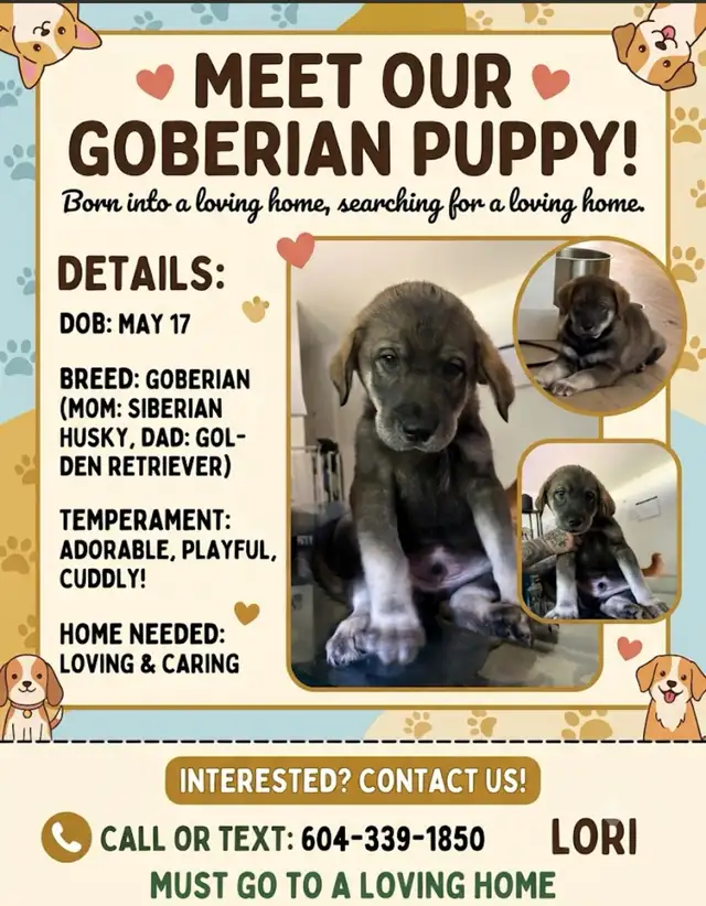 goberian puppy