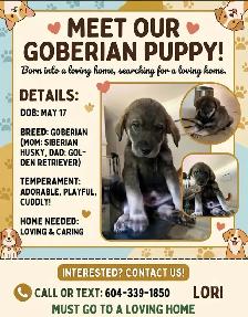 goberian puppy