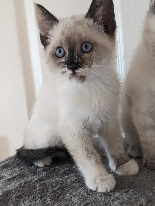 Femail siamese kitten