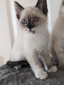 Femail siamese kitten