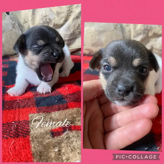 Min Pin Jack Chi