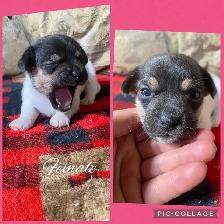 Min Pin Jack Chi