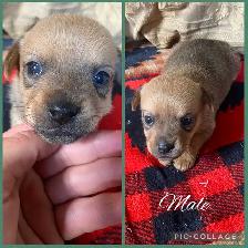 Min Pin Jack Chi - Photo 2
