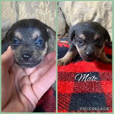 Min Pin Jack Chi - Photo 3