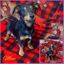 Min Pin Jack Chi - Photo 4