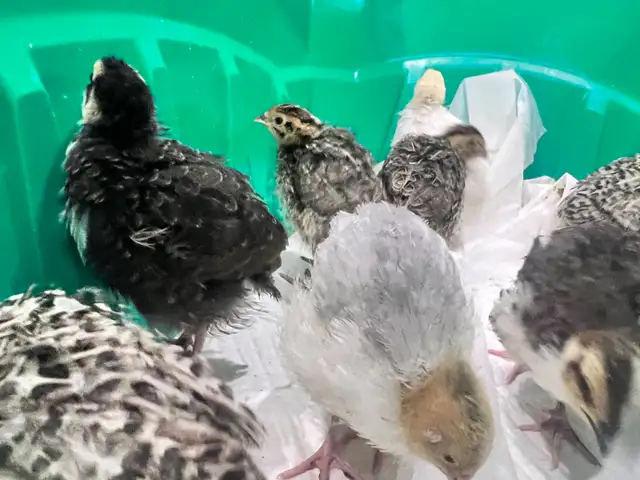 Almost three week old quails avail.