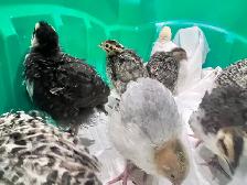 Almost three week old quails avail.