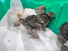 Almost three week old quails avail. - Photo 2