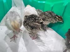 Almost three week old quails avail. - Photo 3