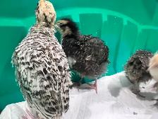 Almost three week old quails avail. - Photo 4