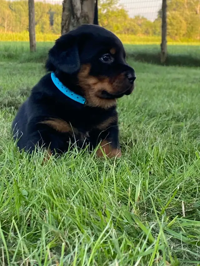 Chiots Rottweiler