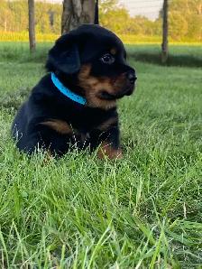 Chiots Rottweiler