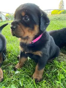 Chiots Rottweiler - Photo 2