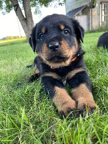 Chiots Rottweiler - Photo 3