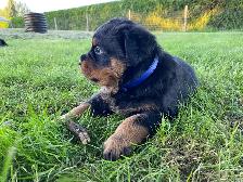 Chiots Rottweiler - Photo 4