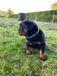 Chiots Rottweiler - Photo 5