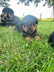 Chiots Rottweiler - Photo 6