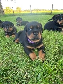 Chiots Rottweiler - Photo 7