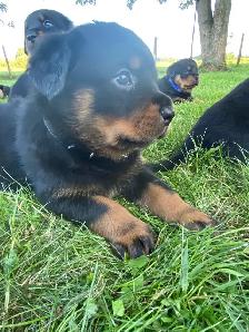 Chiots Rottweiler - Photo 8