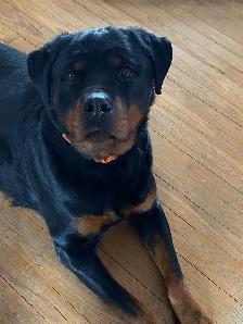 Chiots Rottweiler - Photo 9